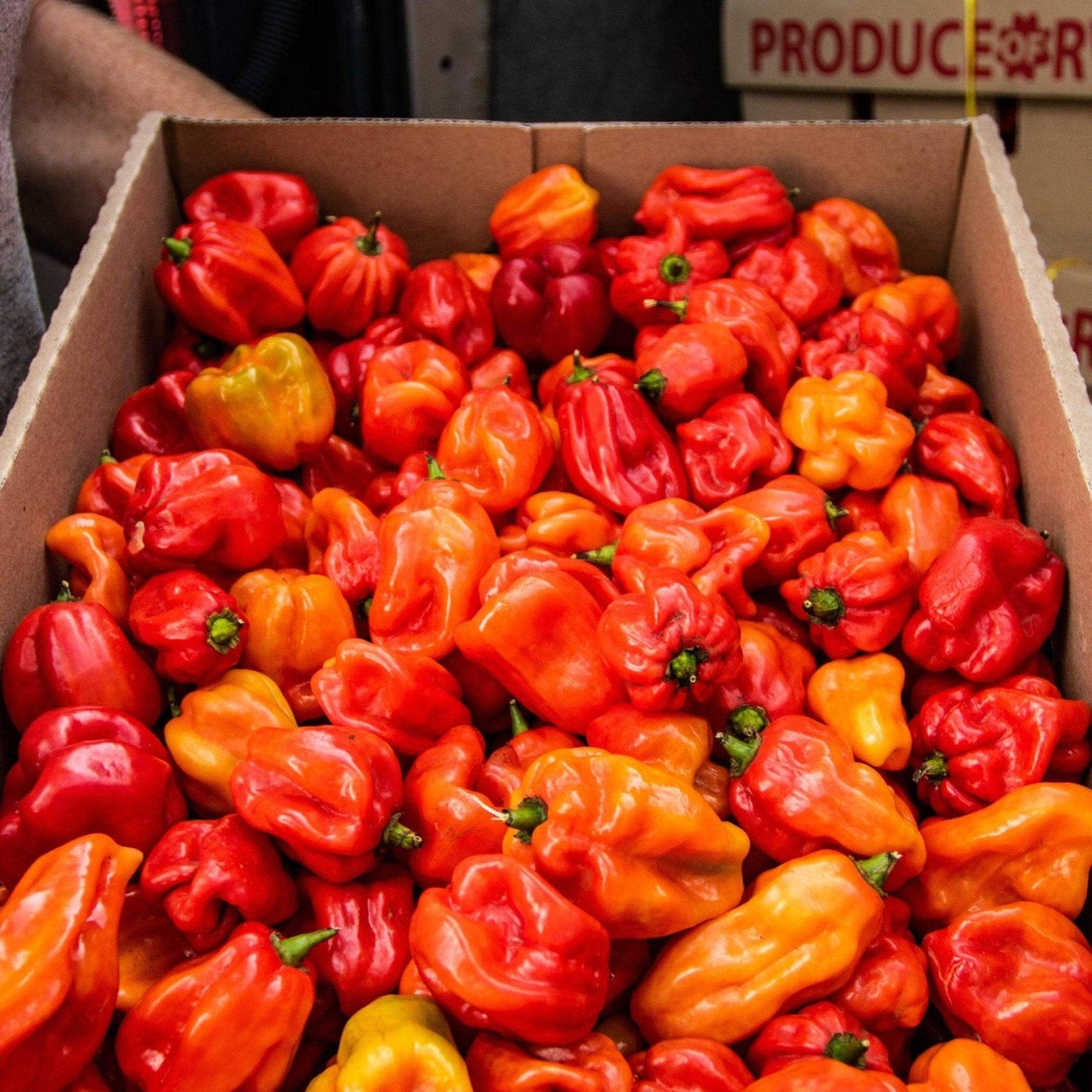 Habanero Chilli Jam | 190g | Chilli Mash Co. | Sweet Blaze Of Flavour