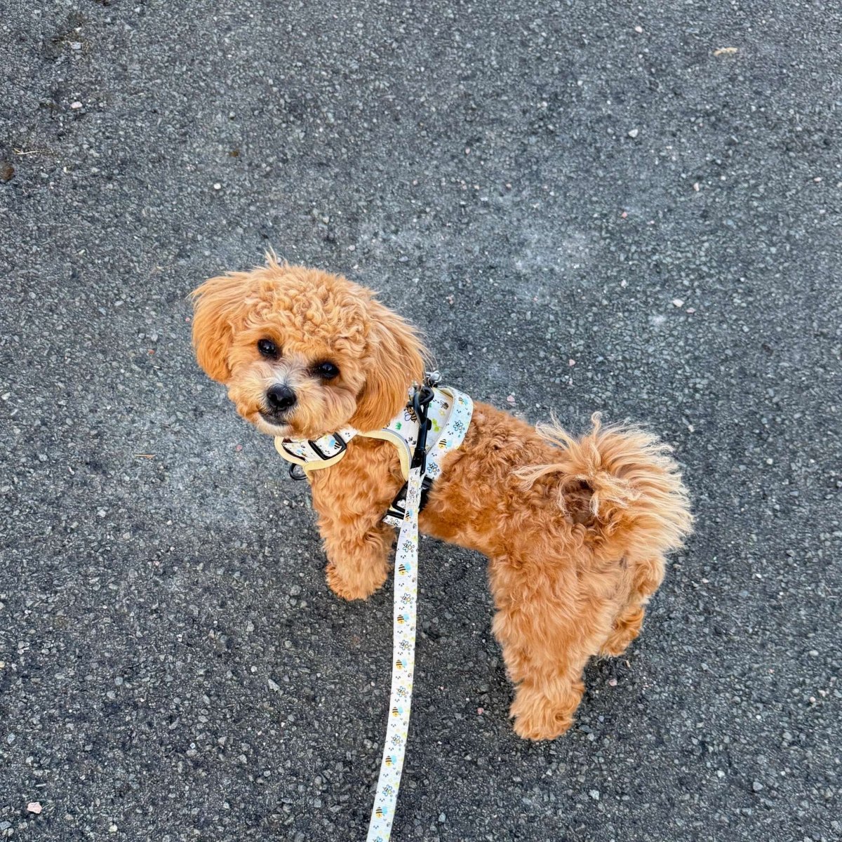 Rugged Rover™ Harness - Bee-utiful Summer