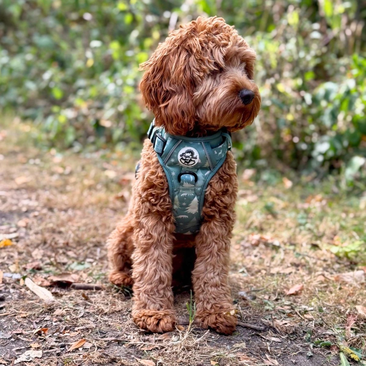 Rugged Rover™ Harness - Evergreen Trails