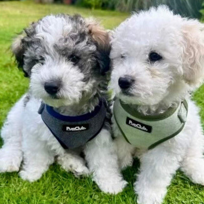 Tweed Adjustable Harness - Blue