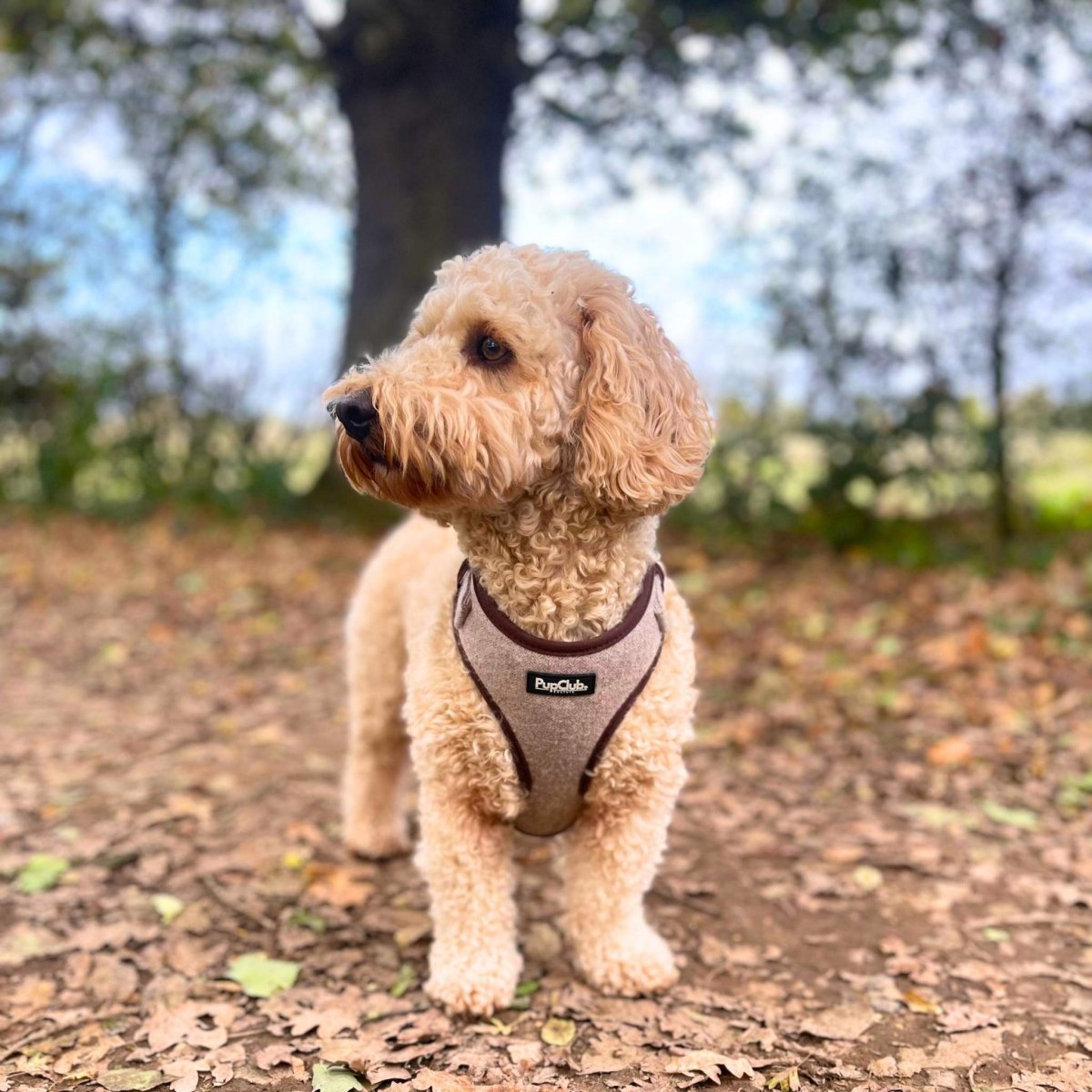 Tweed Adjustable Harness - Brown