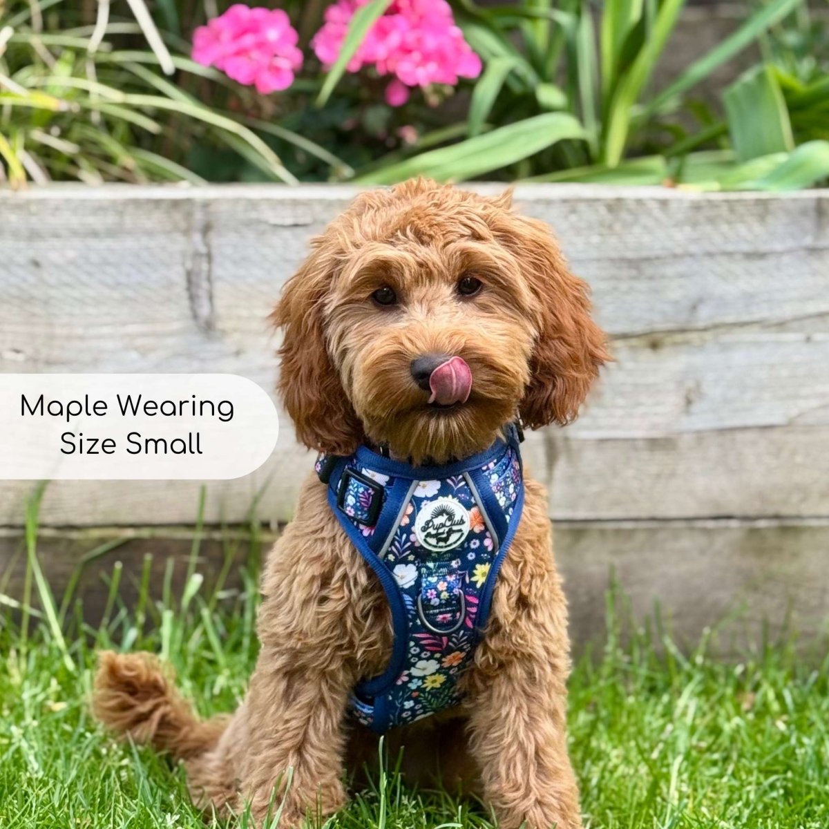 Rugged Rover™ Harness - Summer Meadow
