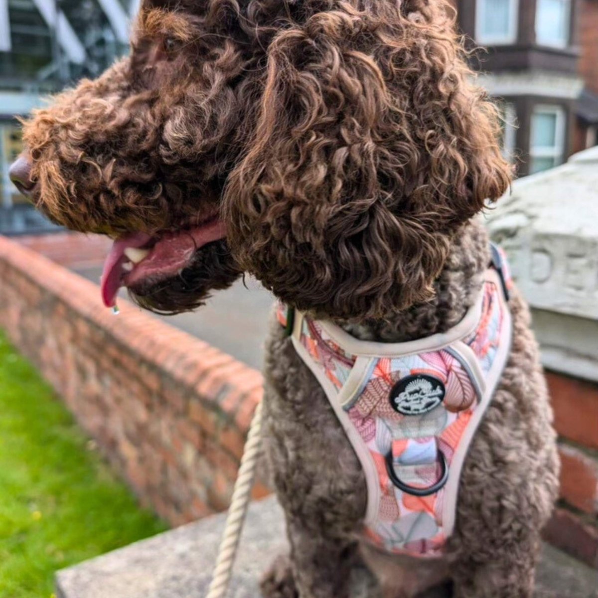 Rugged Rover™ Harness - Autumn Breeze
